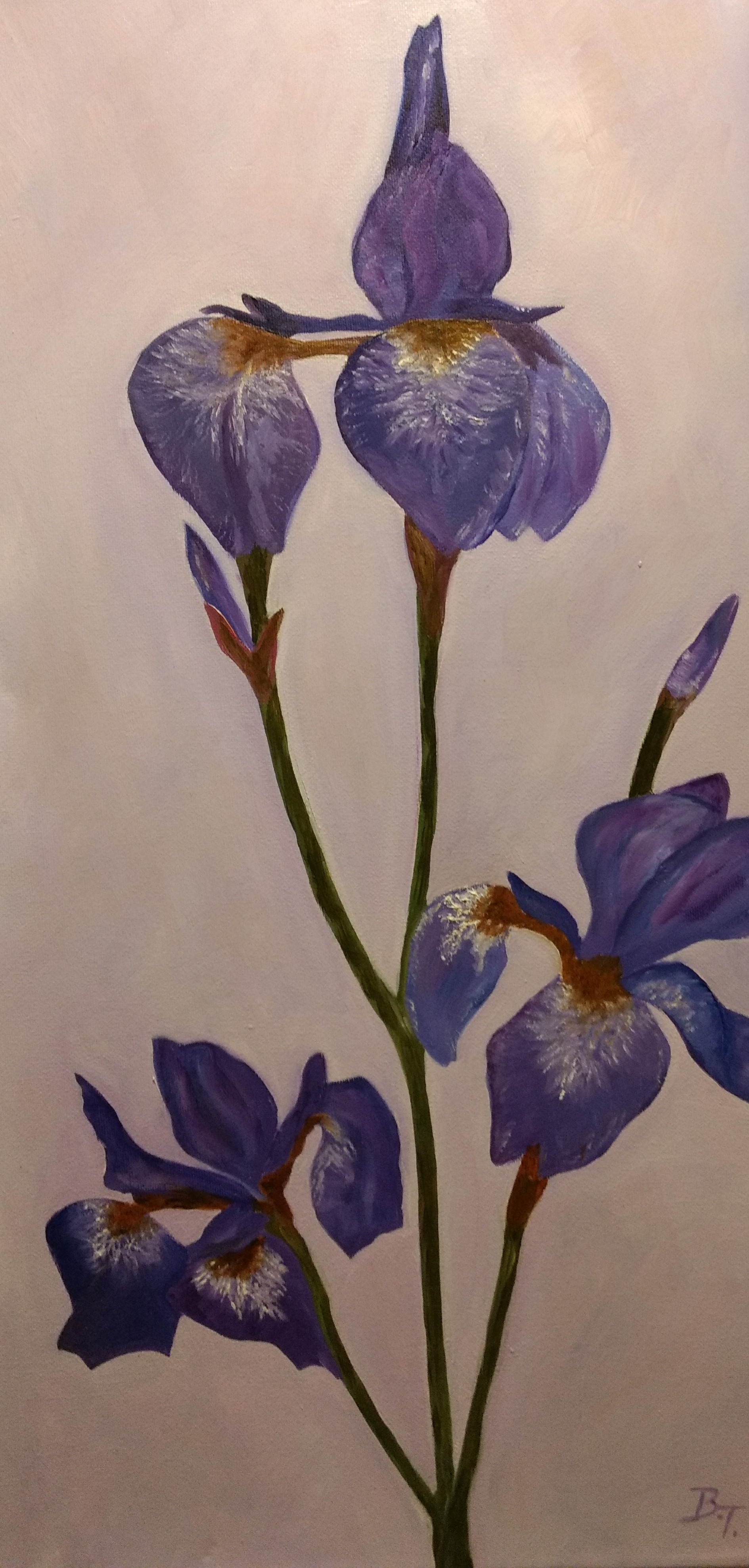 Iris